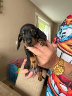 Lieve reutje laaste van het nest, Dieren en Toebehoren, Honden | Teckels en Dashonden, CDV (hondenziekte), Reu, 8 tot 15 weken