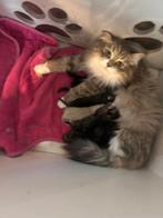Siberische kittens, Dieren en Toebehoren, Meerdere dieren, Gechipt, 0 tot 2 jaar