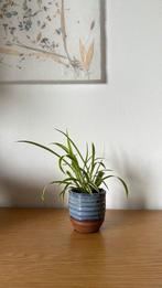 Graslelie, spider plant, Rotterdam, Huis en Inrichting, Kamerplanten, Ophalen, Overige soorten, Minder dan 100 cm