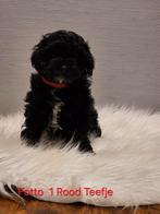 Boomer x poedel Pups, Dieren en Toebehoren, Honden | Chihuahua's en Gezelschapshonden, CDV (hondenziekte), Overige rassen, 8 tot 15 weken