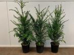 Taxus Baccata in pot, Ophalen, Taxus, Haag, Minder dan 100 cm