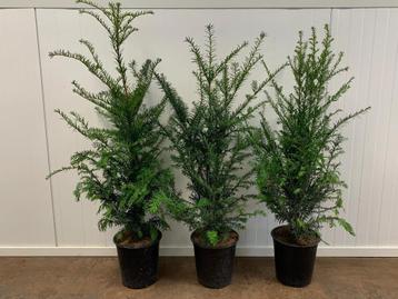 Taxus Baccata in pot beschikbaar voor biedingen