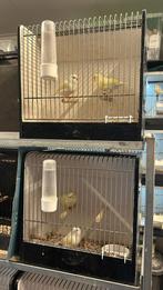 Twee mooie koppels geel mozaiek kanaries €40 per koppel, Dieren en Toebehoren, Meerdere dieren, Kleurkanarie