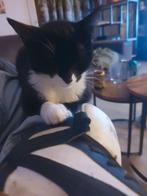 Kat, Dieren en Toebehoren, Katten en Kittens | Overige Katten, Poes, Kortharig, 3 tot 5 jaar