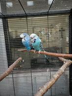 Engelse parkieten te koop met kooi !, Dieren en Toebehoren, Meerdere dieren, Parkiet