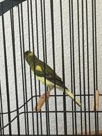 Raza espagnol kanarie, Dieren en Toebehoren, Vogels | Kanaries, Meerdere dieren, Postuurkanarie