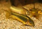 Corydoras goldstripe, Dieren en Toebehoren, Vis