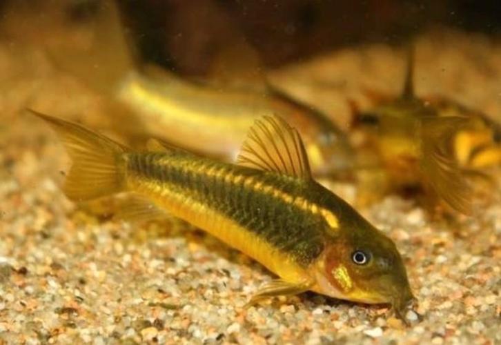 Corydoras goldstripe, Dieren en Toebehoren, Vissen | Aquariumvissen, Vis