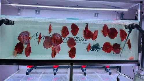 Discus Discusvissen 14-16cm 7-11 maanden oud 23 stuks totaal, Dieren en Toebehoren, Vissen | Aquariumvissen, Zoetwatervis, Vis