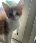 Mooie  rode kittens   TE KOOP  )mogen per direct mee, Dieren en Toebehoren, Katten en Kittens | Raskatten | Korthaar, Meerdere dieren