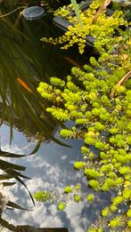 Gratis afhalen. Myriophyllum Red Stem. Zuurstofplant, Tuin en Terras, Vijvers, Ophalen