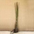 Wilg plantgoed Salix Alba Aurita cinerea Viminalis en nog 10, Ophalen, Volle zon, Overige soorten