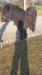 MOOIE MAKKE SHETLANDER MERRIE KINDERPONY, Dieren en Toebehoren, Paarden en Pony's | Dekhengsten en Fokmerries, Merrie