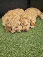 Prachtige Teckel & Labradoodels te koop! Prijs per stuk, Rabiës (hondsdolheid), 15 weken tot 1 jaar, Handelaar, Buitenland