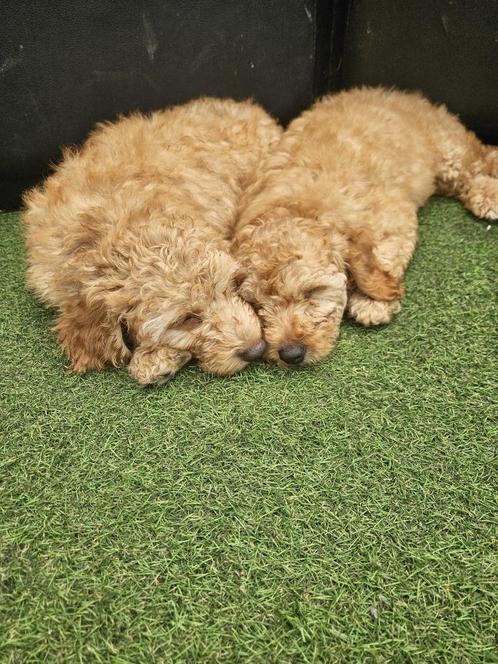 Prachtige Teckel & Labradoodels te koop! Prijs per stuk, Dieren en Toebehoren, Honden | Niet-rashonden, Klein, Meerdere dieren