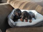 Schattige dwergteckel pups, puppies, Dieren en Toebehoren, Honden | Teckels en Dashonden, CDV (hondenziekte), 8 tot 15 weken, Korthaar