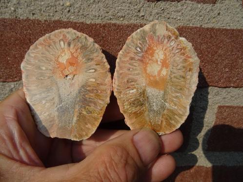 Araucaria mirabilis, fossilized pine cone, Verzamelen, Mineralen en Fossielen, Fossiel, Ophalen of Verzenden