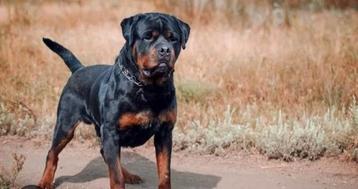 Gezocht rottweiler teefje beschikbaar voor biedingen
