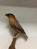 1-1 pagode spreeuwen, Meerdere dieren, Tropenvogel