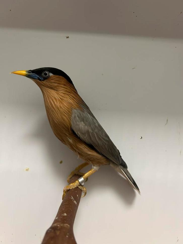 1-1 pagode spreeuwen, Dieren en Toebehoren, Vogels | Overige Vogels, Tropenvogel, Meerdere dieren