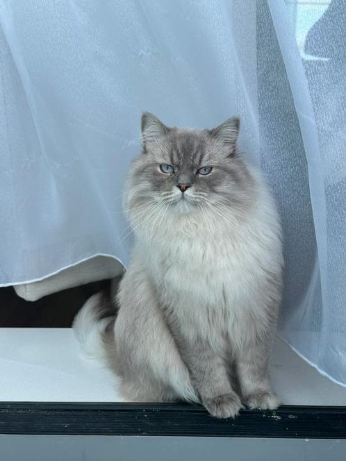 Ragdoll kater 1 jaar oud, Dieren en Toebehoren, Katten en Kittens | Raskatten | Langhaar, Kater, 0 tot 2 jaar, Gechipt, Ontwormd