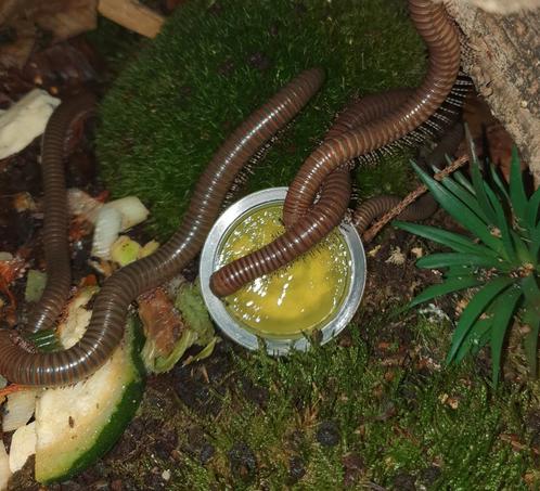 Telodeinopus Aoutii volwassen, Dieren en Toebehoren, Insecten en Spinnen, Overige soorten