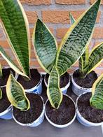 Sanseveria 3 voor 15 euro, Ophalen, Halfschaduw, Minder dan 100 cm