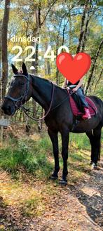 Te koop lieve draver ruin, Dieren en Toebehoren, Ruin, Recreatiepaard