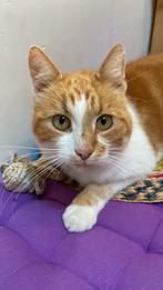 Lieve aanhankelijke kat, Dieren en Toebehoren, Katten en Kittens | Overige Katten, Kater, Kortharig, 6 jaar of ouder