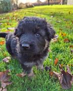 Oud duitse herder pups, Dieren en Toebehoren, Honden | Herdershonden en Veedrijvers, CDV (hondenziekte), 8 tot 15 weken, Meerdere