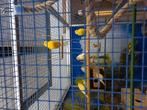 Kanaries jonge mannen fluiten erg mooi, Dieren en Toebehoren, Vogels | Kanaries, Mannelijk, Kleurkanarie