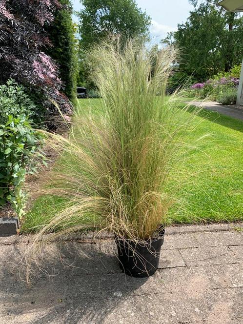 Te koop 5x siergras Nasella of Stipa ‘Pony Tails’, Tuin en Terras, Planten | Tuinplanten, Siergrassen, Halfschaduw, Zomer, Ophalen
