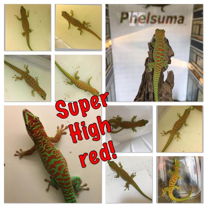 Diverse voor de beurs in Houten