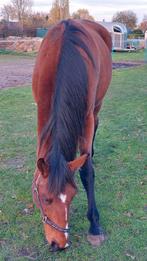 Brave draver merrie, Dieren en Toebehoren, Paarden, Merrie, Gechipt, 7 tot 10 jaar, Onbeleerd