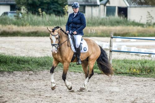 IM-instructie, gediplomeerd paardrij instructrice, Diensten en Vakmensen, Dieren | Paarden | Verzorging, Oppas en Les
