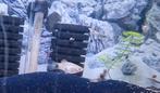 Platy/ plaatjes  jongen, Dieren en Toebehoren, Vis