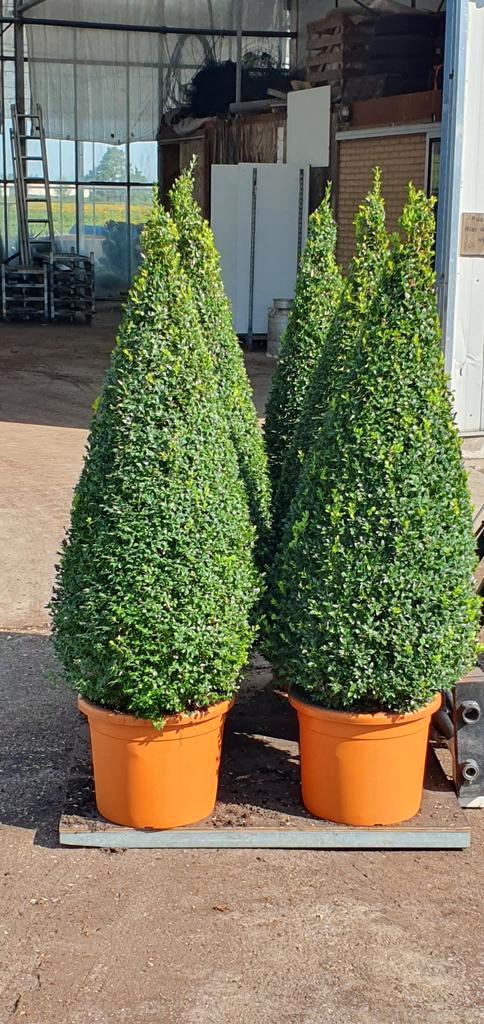 Buxus, Tuin en Terras, Planten | Tuinplanten, Tweejarig, Overige soorten, Volle zon, Bloeit niet, Ophalen