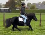 Allerliefste kinder shetlander, Dieren en Toebehoren, Merrie, B, A pony (tot 1.17m), 11 jaar of ouder
