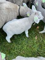 Texelaar rammetje, Dieren en Toebehoren, Schapen, Geiten en Varkens, Mannelijk, Schaap