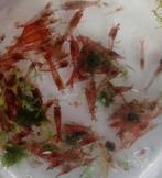 rode neocaridina garnalen, Kreeft, Krab of Garnaal