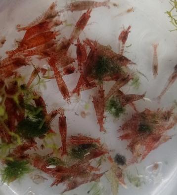  rode neocaridina garnalen  beschikbaar voor biedingen