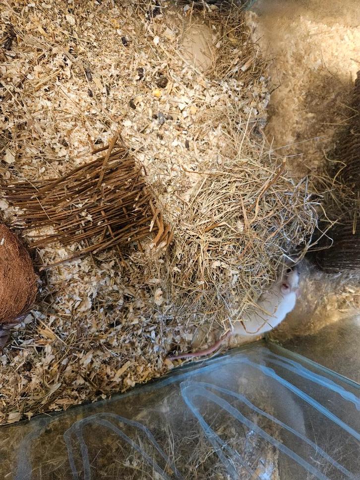 Rattus norvegicus Kleur Rat, Dieren en Toebehoren, Knaagdieren, Meerdere dieren, Rat, Oktober