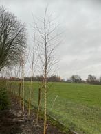 Ruwe Berk (Betula pendula) 10-12cm met kluit, Tuin en Terras, Planten | Bomen, Bloeit niet, Overige soorten, 100 tot 250 cm, Ophalen