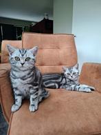 Britse korthaar kitten poes met stamboom 🐱🐾, Dieren en Toebehoren, Katten en Kittens | Raskatten | Korthaar