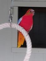 Vogels, Meerdere dieren, Parkiet