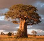 Baobab zaden, Ophalen of Verzenden, Volle zon