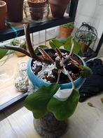 Philodendron White Princess, Huis en Inrichting, Kamerplanten, Ophalen of Verzenden, Halfschaduw, Minder dan 100 cm