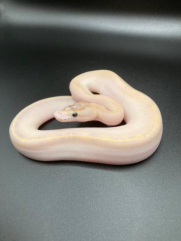 0.1 Ivory het Pied ball python regius te koop beschikbaar voor biedingen