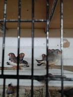 10 zebravinken, Dieren en Toebehoren, Vogels | Overige Vogels, Meerdere dieren