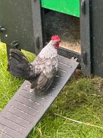 Serama haan, Dieren en Toebehoren